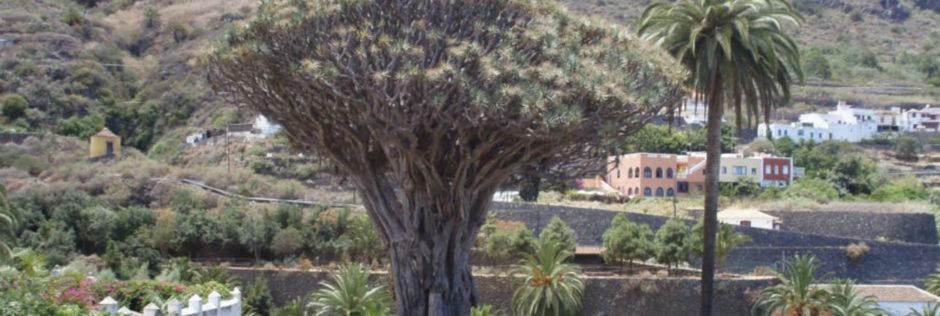 Stunning Views At Tenerife Tacoronte Exteriör bild